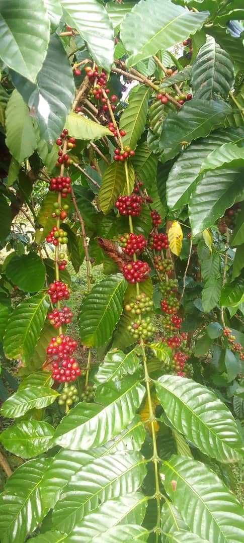 Coffee cherries growing on the sanctuary grounds