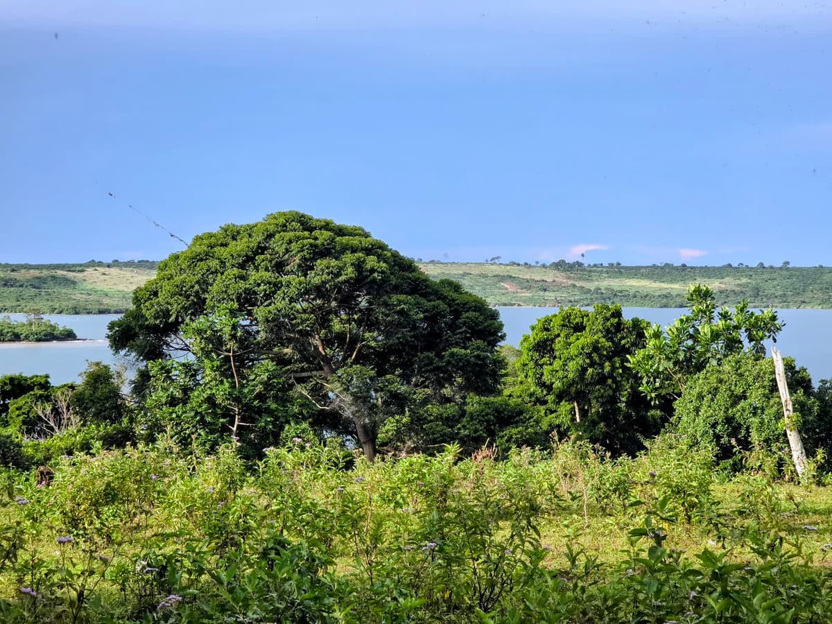 The ancient spreading tree at the edge of the forest, grassland and lake behind it