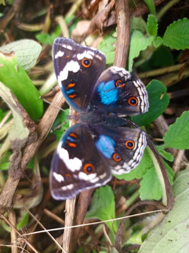 Butterfly resting on a leaf in the sanctuary forest