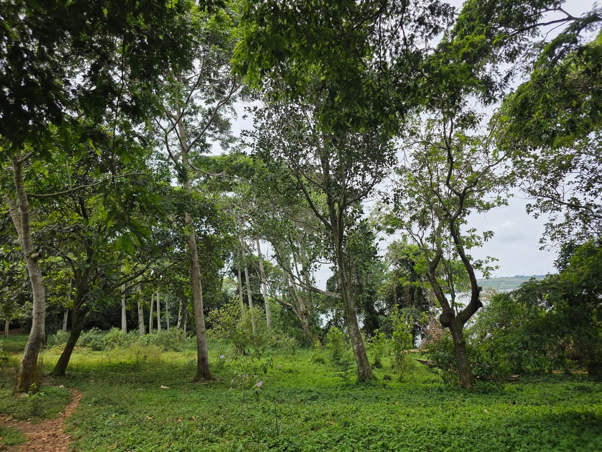 Dense canopy of indigenous trees in the sanctuary forest