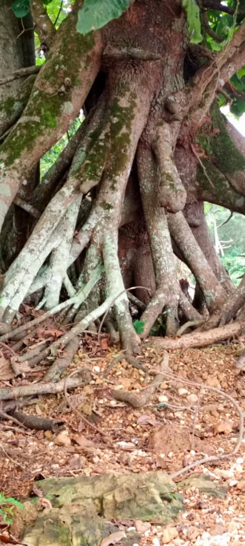 Buttress roots in the sanctuary forest