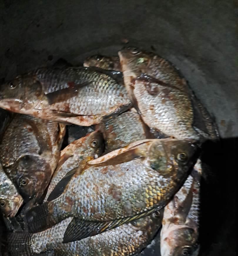 Fresh tilapia caught from Lake Victoria