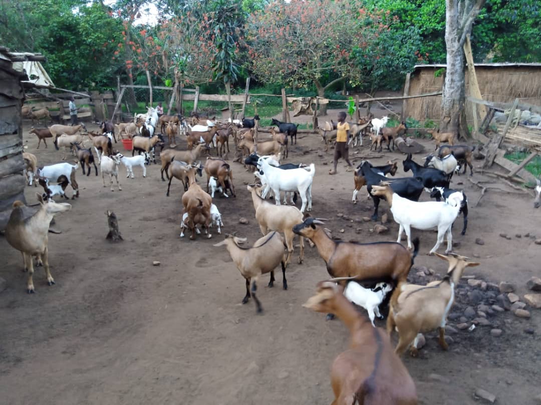 Free-roaming goats in the sanctuary compound