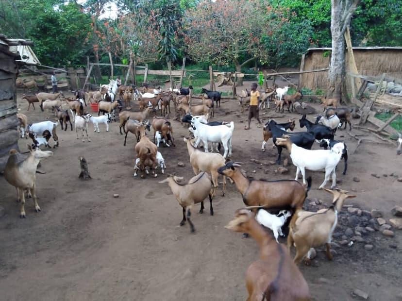 Free-roaming goats in the sanctuary compound