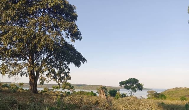 The lake seen from the hillside above the sanctuary, a large tree in the foreground