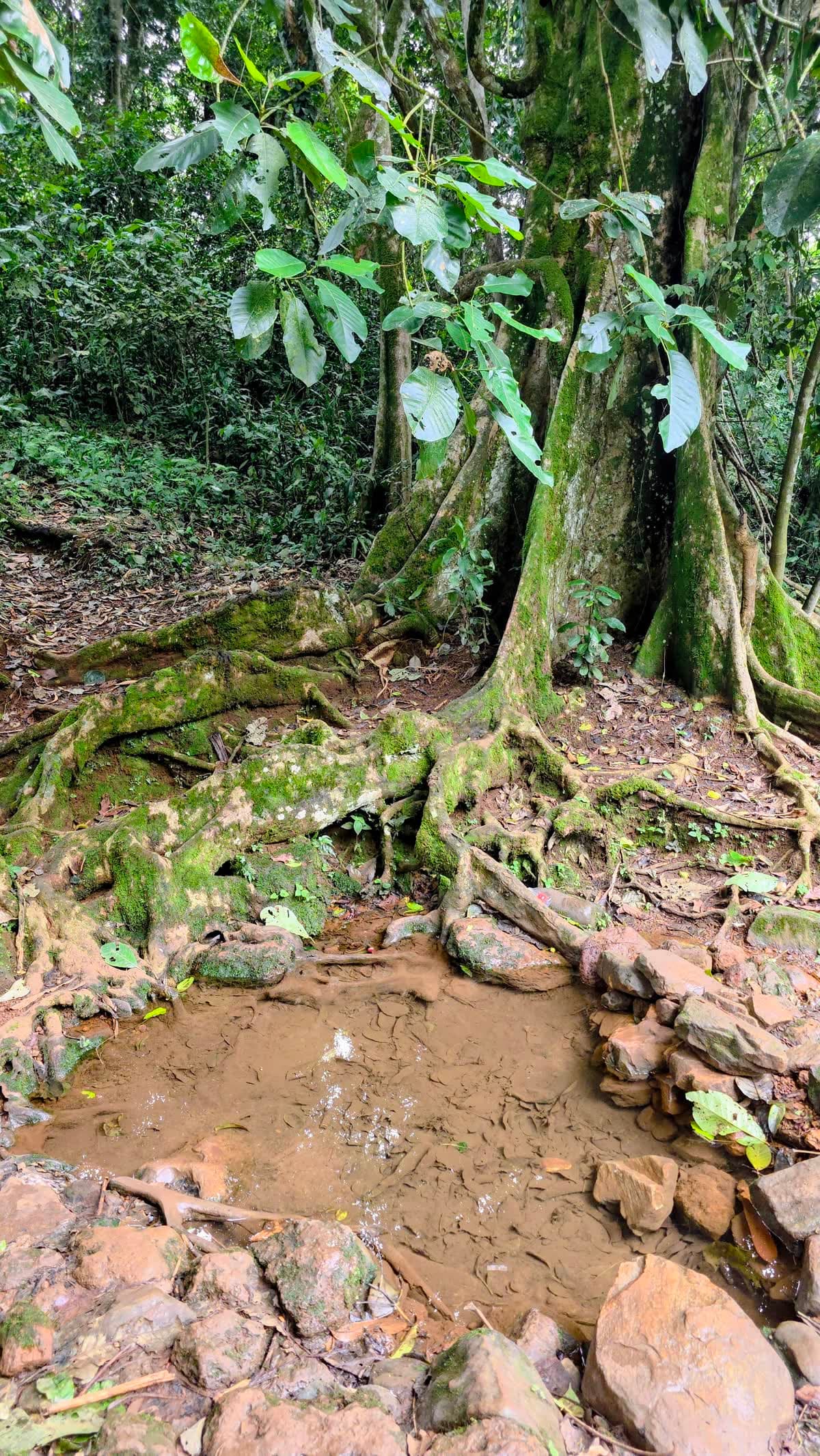 Spring water rising among the mossed buttress roots of the ancient tree
