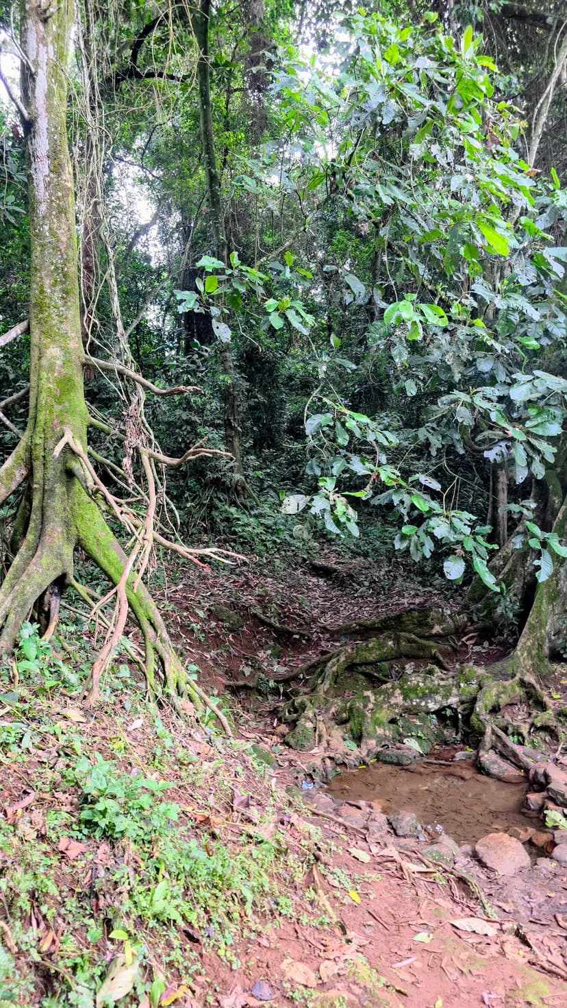 Spring water gathering among the buttress roots of an ancient tree