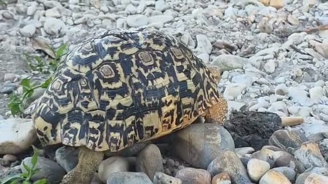 Mutaka the leopard tortoise walking over the stony shore