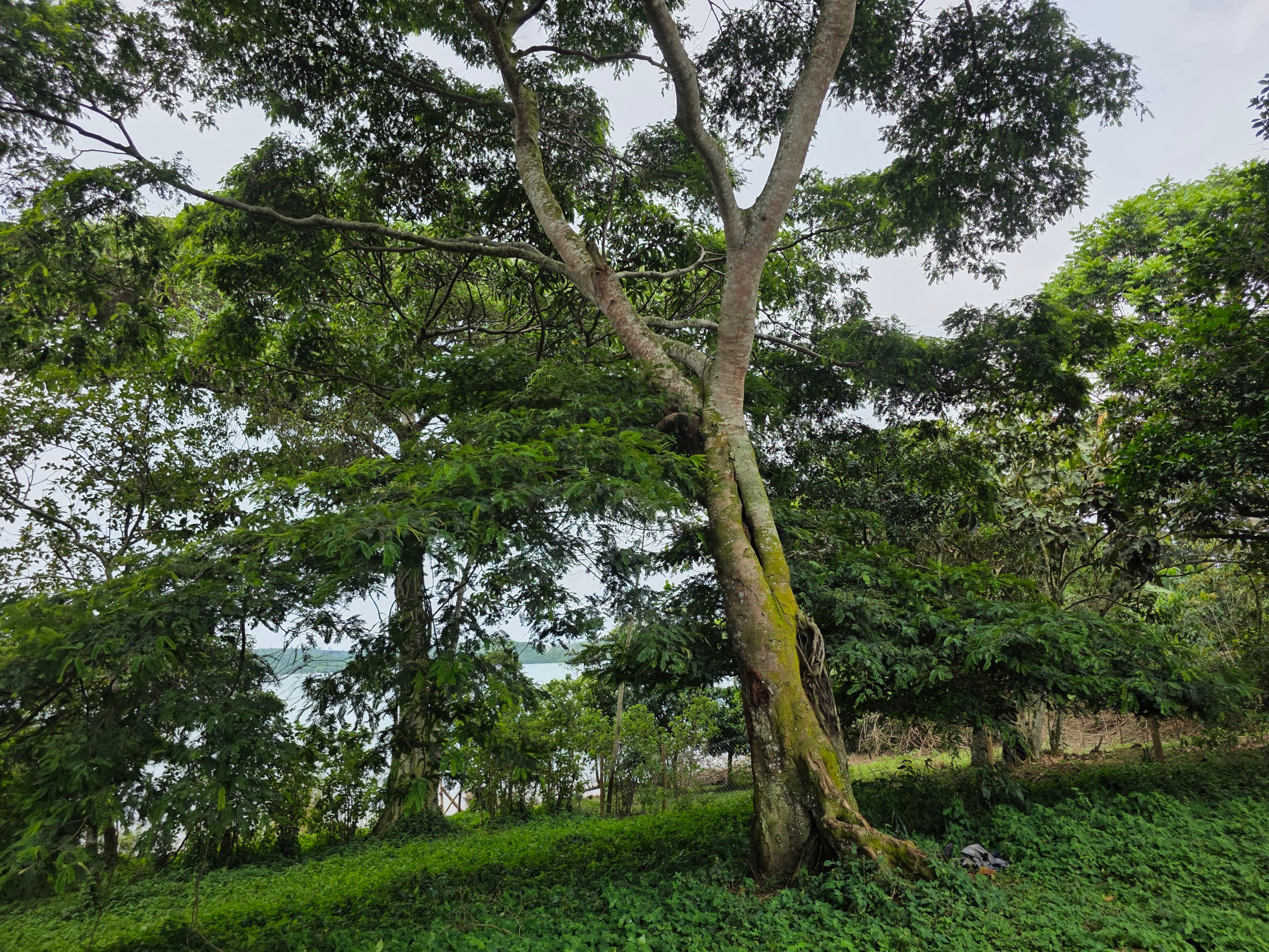 A spreading tree with mossy buttress roots, the lake showing through the trunks