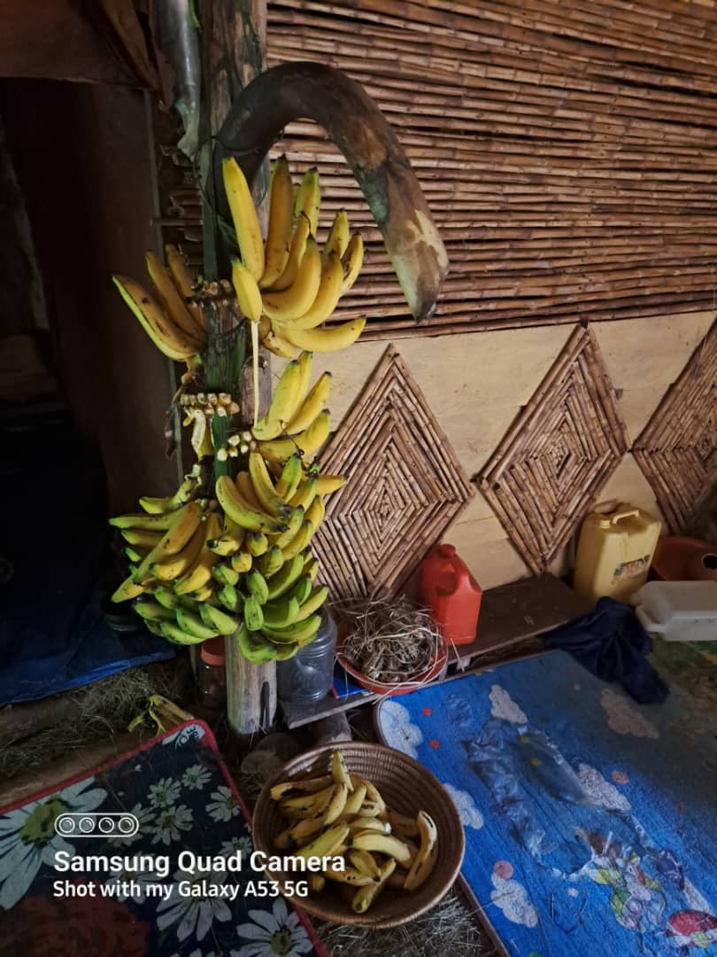 Ripe bananas hanging beside woven mats in the cookhouse